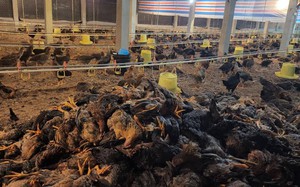 Phú Thọ: Chủ trang trại mất trắng 15.000 con gà, thiệt hại 2,5 tỷ đồng vì sự cố điện