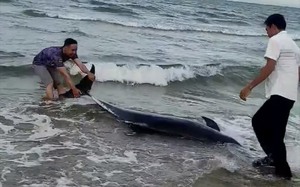 Bình Thuận: Nhóm du khách giải cứu thành công một chú cá heo bị mắc cạn ở bãi biển Mũi Né