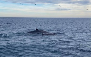 Clip đàn cá voi xanh hiếm thấy liên tục xuất hiện ở vùng biển Đề Gi