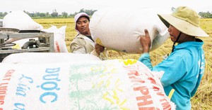 Giữ hay giảm diện tích lúa ĐBSCL (Bài 4): Doanh nghiệp hiến kế giúp thu nhập người trồng lúa tăng gấp ba
