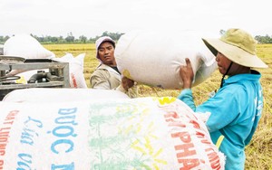 Giữ hay giảm diện tích lúa ĐBSCL: Doanh nghiệp hiến kế giúp thu nhập người trồng lúa tăng gấp ba (Bài 4) 