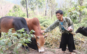 Sơn La: Hộ nghèo Sốp Cộp nhanh khấm khá nhờ vay vốn Ngân hàng Chính sách xã hội đầu tư nuôi trâu bò  