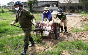 Bộ NNPTNT đề xuất cơ chế, chính sách hỗ trợ thiệt hại do bệnh dịch tả lợn châu Phi, gỡ khó cho nông dân