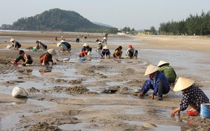 Ra biển Quỳnh, Nghệ An xới cát tìm thứ &quot;đặc sản&quot; tự nhiên nhà nhà đều mê