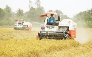 Giữ hay giảm diện tích lúa ĐBSCL: Chuyên gia đề xuất giảm, đến năm 2030 mất 1 triệu ha (bài 1)