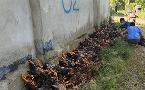 Vụ 15.000 con gà của nông dân chết ngạt, điện lực mâu thuẫn, thoái trách nhiệm?