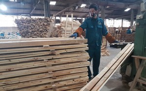 Mỹ cho phép doanh nghiệp gỗ dán Việt Nam tự xác nhận để loại trừ khỏi biện pháp lẩn tránh thuế chống bán phá giá
