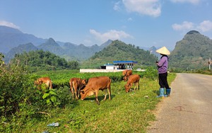 Phát triển đàn gia súc theo hướng hàng hóa ở Tam Đường