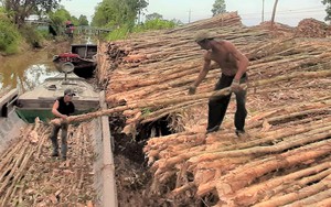 Giá loài cây trồng bạt ngàn ở U Minh Hạ giảm thấp chưa từng có, nông dân mất nửa thu nhập