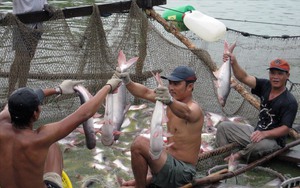 Lợi nhuận người nuôi cá tra &quot;mỏng dính&quot;, nông dân ĐBSCL dễ rơi vào thua lỗ khi giá cá tăng mạnh, vì sao vậy?