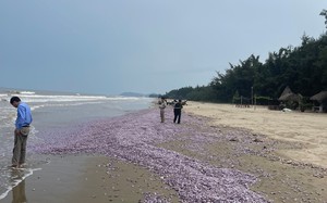 Clip: Cận cảnh cả chục tấn vỏ ngao không ruột trôi dạt vào bờ biển Nghi Sơn, Thanh Hóa 