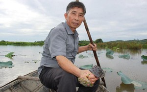 Quảng Ngãi: Sen chết hàng loạt bất thường, nông dân thất thu tiền tỷ