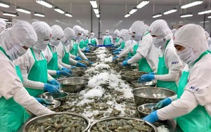 Xuất khẩu gặp khó: Lực đỡ từ Samsung, doanh nghiệp thủy sản "vạ lây"