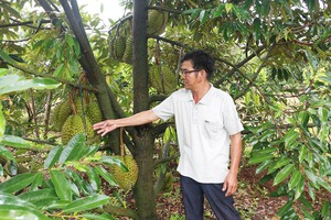 Gia Lai: Trồng lung tung 4-5 thứ cây ăn trái trong vườn, cây nọ "đỡ" cây kia, nhà nông lãi nửa tỷ/năm