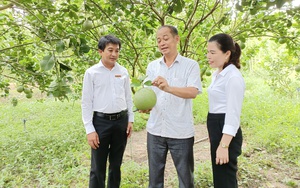 Những người nông dân chuyên nghiệp: Chủ động tìm kiếm thị trường, nông dân thu tiền tỷ từ nuôi gà, trồng bưởi (bài 3)