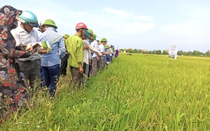 Giống lúa mới HC4, HĐ9, SV181 trồng theo tiêu chuẩn VietGAP có gì mà nông dân Quảng Bình phấn khởi như thế?