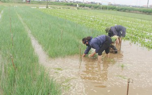 Nghệ An: Giá hành hoa đang trên đỉnh, nông dân chưa kịp thu hoạch đã bị mưa lớn nhấn chìm