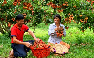 Nông dân sản xuất, kinh doanh giỏi: Biểu tượng của một lớp nông dân mới