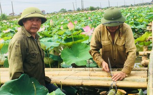 Ninh Bình: Tuyển chọn và phát triển được 5 giống sen mới theo chuỗi giá trị