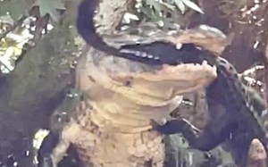 Chuyên gia nói gì khi du khách "bạt vía" chứng kiến cá sấu ăn thịt đồng loại?