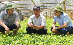 Nông dân Việt Nam xuất sắc 2022 đến từ Yên Bái là tỷ phú trồng thứ cây thơm từ gốc lên ngọn