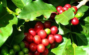Giá cà phê sẽ tăng mạnh bởi nguồn cung thiếu hụt?
