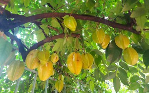 Trồng cây ăn quả này không chỉ đẹp sân vườn mà còn rất có lợi cho người mắc bệnh tiểu đường, tim mạch...
