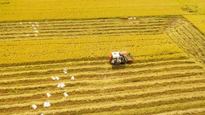 Thứ trưởng Trần Thanh Nam: Vùng chuyên canh 1 triệu ha lúa chất lượng cao không chỉ là vấn đề giống