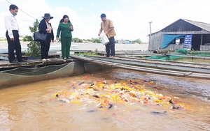 Quảng Ninh, Ninh Bình và Bình Định &quot;bắt tay&quot; ĐBSCL phát triển du lịch