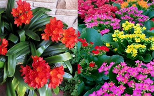 4 loại cây cảnh nên trồng vào tháng 9 để thưởng thức hoa suốt mùa đông, thậm chí chơi được cả đến Tết 