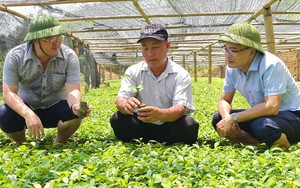Nông dân Việt Nam xuất sắc 2022 ở Yên Bái: Từ người bị coi là &quot;thằng không ra gì&quot; đến tỷ phú trồng quế