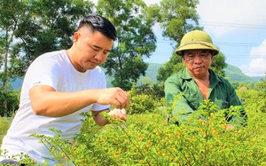 "Chàng soái ca làng" ở Hà Tĩnh trồng thứ ớt lạ, giá bán lại đắt nhất thế giới, mỗi năm lãi hàng trăm triệu