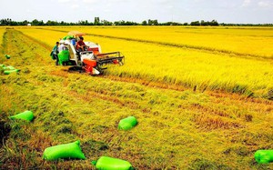 Bộ Nông nghiệp nói gì về đề án 1 triệu ha lúa chất lượng cao?