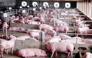 Trung Quốc tiếp tục mở kho dự trữ để bình ổn giá thịt lợn, giá lợn hơi trong nước giảm &quot;sốc&quot; tiếp