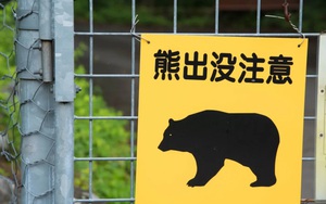 Hokkaido - Bắc cực Nhật Bản hút khách du lịch bởi hành vi kỳ lạ của &quot;Gấu Ninja&quot;
