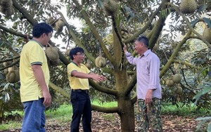 Phân bón Cà Mau - Giải pháp giảm chi phí canh tác cho cây sầu riêng Tây Nguyên