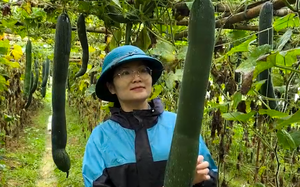 Trồng loại quả dài treo lủng lẳng, người dân Lai Châu thu nhập gấp 3 - 4 lần trồng ngô