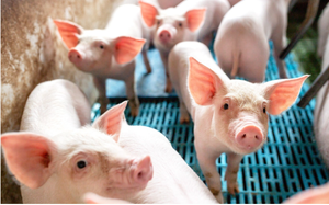 Giá lợn Trung Quốc tăng bất chấp xả kho dự trữ, lợn hơi trong nước tiếp tục lao dốc, vì sao?