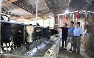 Hội nông dân Phù Yên: Đồng hành cùng nông dân phát triển kinh tế
