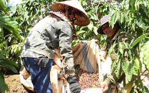 Vườn cà phê ở Lâm Đồng đang kỳ ra trái, nghe dự báo này nông dân hăng hái hẳn lên