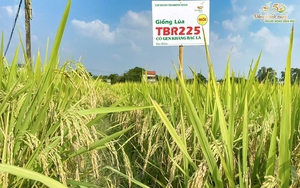 Dù thời tiết không thuận nhưng giống lúa TBR225 có gen kháng bạc lá vẫn cho năng suất cao