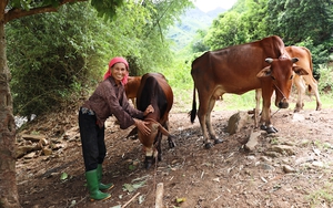 Chăn nuôi gia súc - Cơ hội thoát nghèo cho vùng cao Bắc Yên
