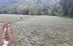 Lào Cai: Huyện Bảo Yên thiệt hại gần 6 tỷ đồng do mưa lũ