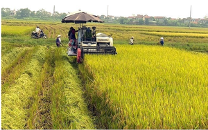 Nguồn cung gạo Ấn Độ giảm đẩy giá gạo Việt Nam tăng mạnh