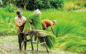 Nhổ cây mạ cao cả mét cấy đồng nước sâu, vì sao nông dân Cà Mau tuyệt đối không dùng thuốc trừ sâu