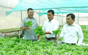 Nông dân TP Phú Quốc ở Kiên Giang thu tiền tỷ nhờ trồng rau thủy canh kết hợp mở quán ăn sinh thái