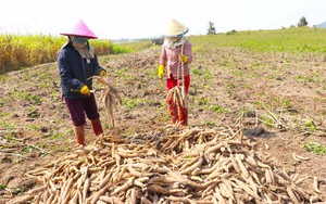 Việt Nam bán sang Trung Quốc 2,1 triệu tấn một loại nông sản, thu gần 1 tỷ USD