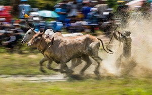 Hàng chục chú bò bứt tốc, bụi bắn tung tóe giữa trời nắng tại An Giang