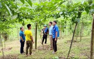 Nông thôn mới - Hướng mở trên vùng đất nghèo Sơn La 