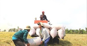 Ấn Độ hạn chế xuất khẩu, gạo Việt Nam tăng 30 USD/tấn